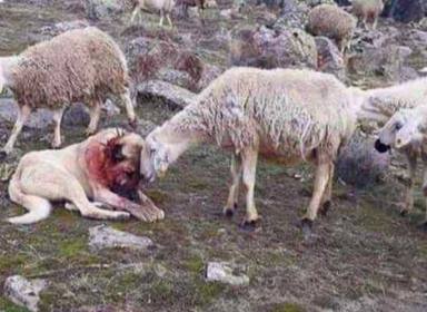 Un perro pastor protege a un rebaño de ovejas de un lobo y esta es su conmovedora reacción