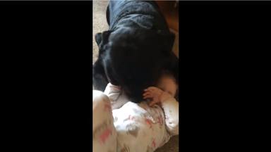 Un perro enorme se tira encima de una niña pequeña y acaba pasando algo inesperado