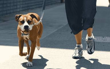 Las tres claves imprescindibles para evitar que tu perro tire de la correa mientras paseas por la calle